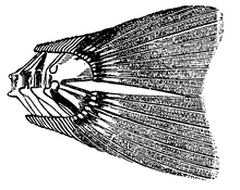 Fig. 1. Staartvin