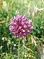 Allium porrum