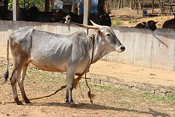 Amrit Mahal cow