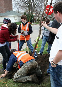 Vapaaehtoisia istuttamassa puuta Minnesotassa Yhdysvalloissa.
