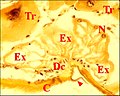 Fig.13 - Argyrodes sp., glande rétrognathocoxale, autre coupe. C, cuticule ; Dc, cellules canaliculaires ; Ex, cavité extracellulaire dilatée; N, noyau adénocytaire ; Tr, tissu réticulé. Flèche : languette en auvent