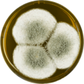 Aspergillus giganteus growing on MEAOX plate