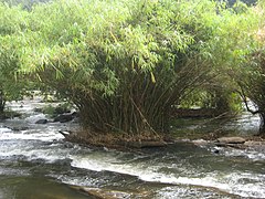 വാഴച്ചാൽ പുഴയുടെ ഉൾവശത്തുള്ള ഇറ്റ