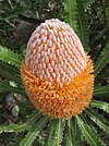 Banksia burdettii