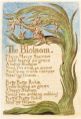 3 / The Songs of Innocence and of Experience : The Blossom