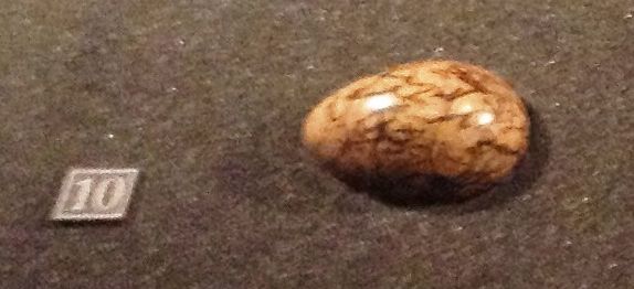 Plik:Bronze-winged jacana egg.jpg