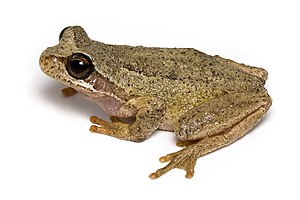 English: A Tasmanian Brown Tree Frog (Litoria ...
