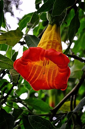 Brugmansia sanguinea