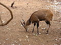 Közönséges bozótiantilop (Tragelaphus scriptus) bika, a csavartszarvú antilopok leggyakoribb képviselője