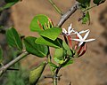 Karanda-Pflaume (Carissa spinarum)