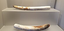 Two elephant tusks with Phoenician inscriptions displayed on a white shelf.