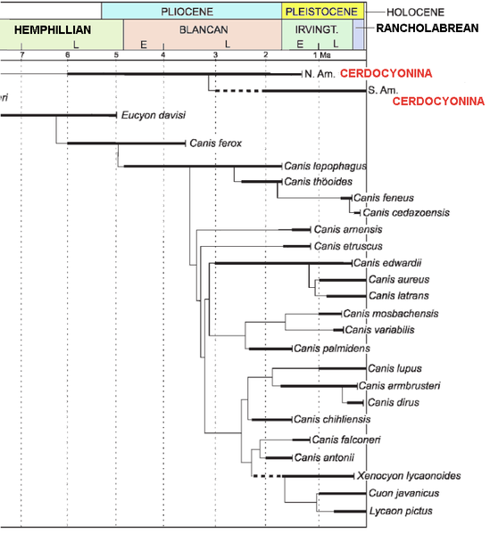 http://upload.wikimedia.org/wikipedia/commons/thumb/b/ba/Cerdocyon_timeline.png/549px-Cerdocyon_timeline.png