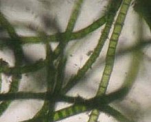 Chaetomorpha linum is a common marine algae found in the salt marsh. Chaetomorpha linum-salt marsh algae.jpg