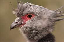 Chauna torquata -Diergaarde Blijdorp -head-8a.jpg