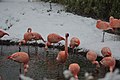 Flamingos