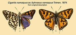 Cigaritis namaquus