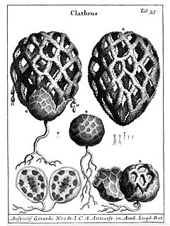 Dessins du champignon par P. Micheli