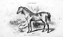 Gravure représentant un cheval nu de profil avec une encolure fine et longue.