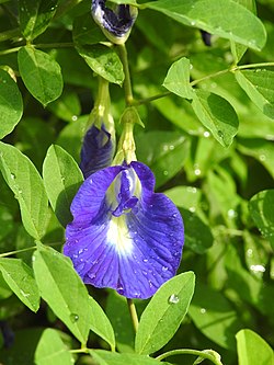 Siniherne (Clitoria ternatea)