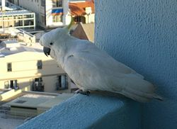 Vild (omend ikke særligt) kakaduStor gultoppet kakadu (Cacatua galerita)