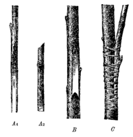 Боковая прививка сильных плодовых ветвей (А1 — привой спереди, А2 — привой сзади, B — подвой, C — сопривитые части)
