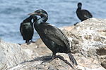 Miniatura para Phalacrocorax penicillatus