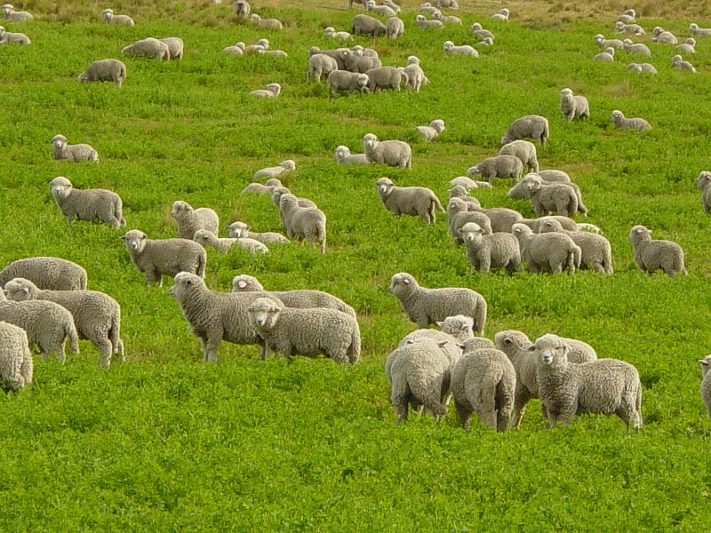 File:Corriedale lambs in Tierra del Fuego.JPG