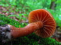 !!Cortinarius distans!!