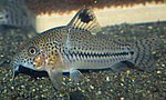 Miniatura para Corydoras leopardus