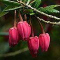 Detail květů Crinodendron hookerianum