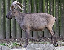 Daghestanischer Tur Ostkaukasischer Steinbock Capra cylindricornis Zoo Augsburg-10 (oříznuto) .jpg