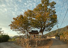 A sacred "Dangsan Namu" tree of the Zelkova species, in Suhan Village, Korea. Dangsan-namu-suhan-village-korea PML9647.jpg