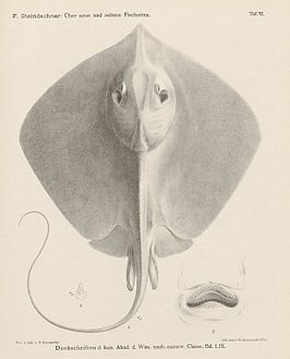 Hemitrygon sinensis