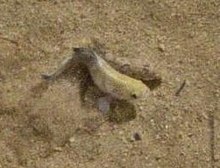 Death Valley Pupfish spawning in Salt Creek.jpg