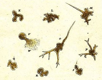 The first illustration of an amoeboid, from Roesel von Rosenhof's Insecten-Belustigung (1755). Der Kleine Proteus from Roesel.jpg