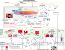 Example of a workup algorithm of possible bacterial infection in cases with no specifically requested targets (non-bacteria, mycobacteria etc.), with most common situations and agents seen in a New England community hospital setting. MALDI-TOF is seen in multiple situations in the "same day tests" row at center-bottom. Diagnostic algorithm of possible bacterial infection.png