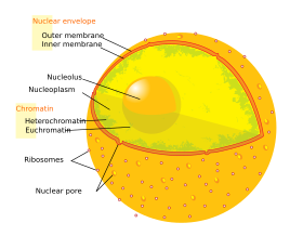 O núcleo da célula eucariota. Neste diagrama é visível a dupla membrana do envelope nuclear, impregnada de ribossomas, o ADN e o nucléolo. Dentro do núcleo existe um líquido viscoso denominado nucleoplasma, similar ao do citoplasma que se encontra fora do núcleo.