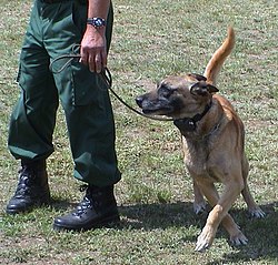 A dog wearing a shock collar Diensthund.jpg