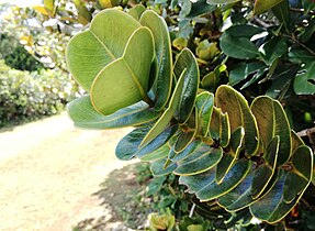 Detail of foliage