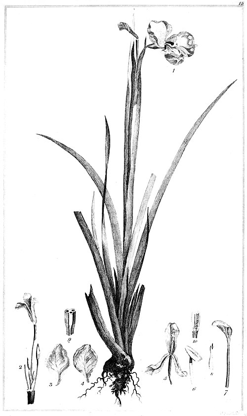 Botanical engraving of Diplarrena moraea, a species of iris