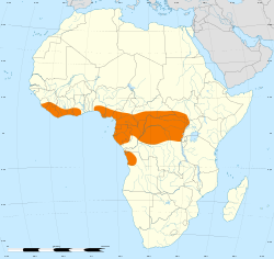 Distribución del águila culebrera del Congo (naranja)