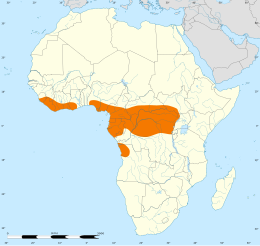 Distribución de l'águila culebrera del Congo (naranxa)