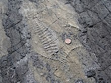 Ediacaran fossils from Mistaken Point, Newfoundland. Ediacaran biota originated during the Ediacaran Period and are unlike most animals around today. Ediacaran fossils Mistaken Point Newfoundland.jpg