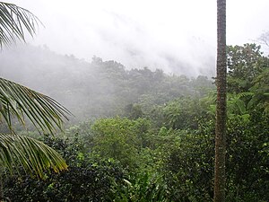English: El Yunque Rainforest, Puerto Rico