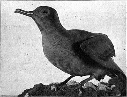 A photo of a taxidermied mutton bird.