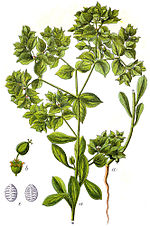 Miniatura para Euphorbia falcata