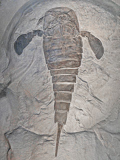 Eurypterus remipes 001.jpg