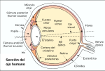 Miniatura para Ligamento suspensorio del cristalino