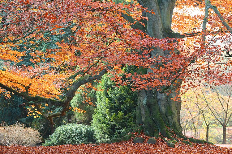 Бук европейский (Fagus sylvatica)