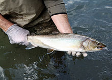 Flickr - Департамент рыбы и дикой природы Орегона - 024 отбор проб форели metolius hargrave odfw.jpg